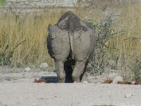 Nashorn von hinten