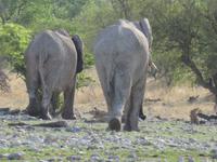 Elefanten von hinten