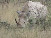 ... wieder ein Nashon