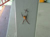 Kuranda - Seilbahnfahrt