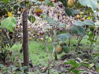 Wir pflügen uns die Leckerein selbst