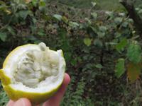 Einfach nur köstlich