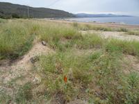 Gras und Schmetterlingen trotzen den schwierigen Bedingungen