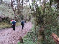 Eintauchen in den Regenwald