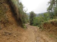 Eintauchen in den Regenwald