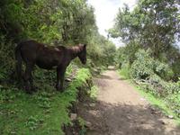 Pferd überwacht alles