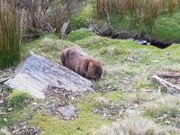 Wombat im Cradle Mountain Nationalpark