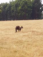 Känguru in Sicht