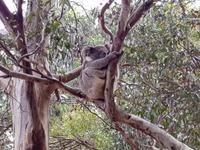 Koalas auf Kangaroo Island