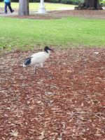 Ibis in Sydney