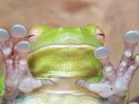 Frosch