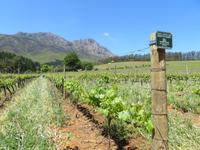 Delheim Weingut, Südafrika