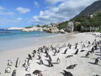 Pinguine Boulders Beach
