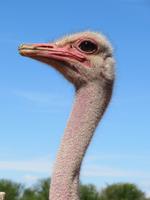 Straußenfarm Oudtshoorn