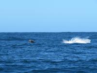 Walsafari, Plettenberg Bay