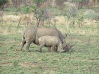 Safari Pilanesberg Nationalpark