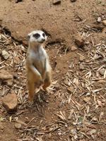 Erdmännchen
