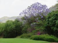 Sun City, Jacarandabaum