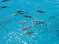 Great Barrier Reef