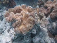 Great Barrier Reef