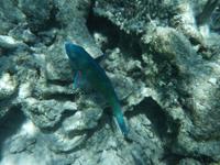 Great Barrier Reef
