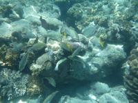 Great Barrier Reef