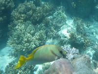 Great Barrier Reef