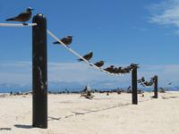 Michaelmas Cay