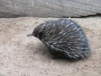 Featherdale Wildlife Park