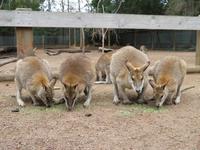 Känguru
