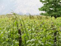 Weingut Concha y Toro