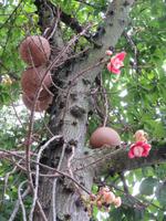 Kanonenbaum