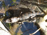 Everglades