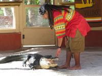 Alligator-Show
