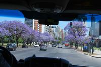 Buenos Aires - Jacarandá-Bäume