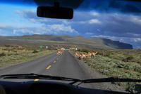 Guanako-Herde - Nationalpark Torres del Paine - Chile