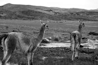 Guanako-Herde - Nationalpark Torres del Paine - Chile
