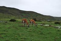 Guanako-Herde - Nationalpark Torres del Paine - Chile