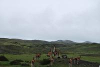 Guanako-Herde - Nationalpark Torres del Paine - Chile