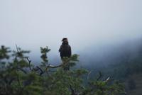 Geier - Nationalpark Torres del Paine - Chile