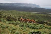 Guanako-Herde - Nationalpark Torres del Paine - Chile