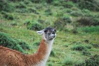 Guanako-Herde - Nationalpark Torres del Paine - Chile