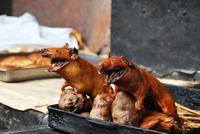 Meerschweinchen - Heiliges Tal - Peru