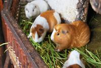 Meerschweinchen - Heiliges Tal - Peru