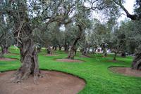 Oliven-Park - Lima - Peru