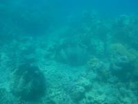 Great Barrier Reef Australien