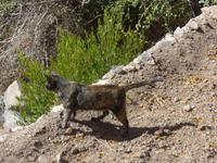 Oman, Jebel Akhdar, Wanderung 3 Dörfer