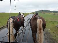 Pferdekutschfahrt beim Michlbauern
