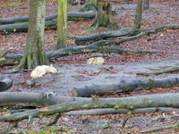 Wildpark Knüll - der 