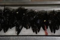 Espada-der schwarze Degenfisch